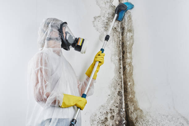 Best Black Mold Remediation in Wilmington, NC