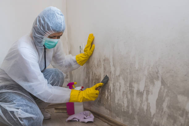 Best HVAC Mold Remediation in Wilmington, NC