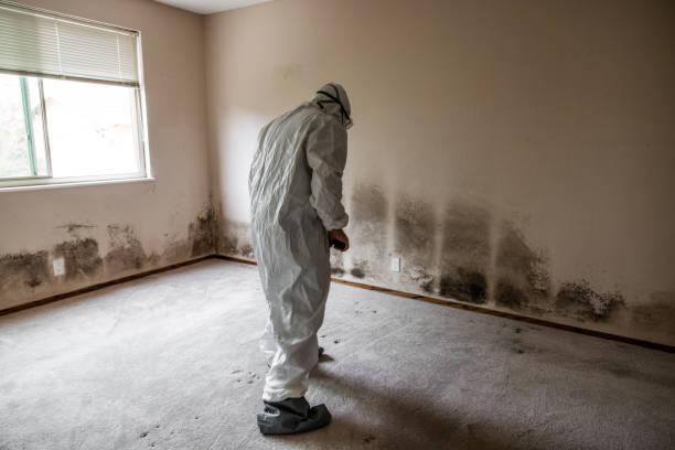 Best Mold Remediation for Specific Building Types in Wilmington, NC