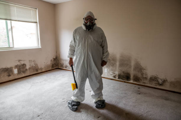 Best Post-Flood Mold Remediation in Wilmington, NC