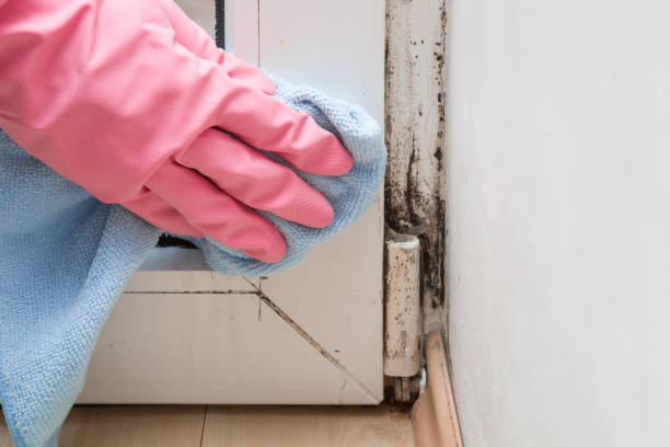 Best Localized Mold Remediation (e.g., coastal areas, humid climates) in Wilmington, NC